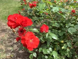 もうすぐバラが見頃となります - やくらいガーデン｜東北最大級の花畑