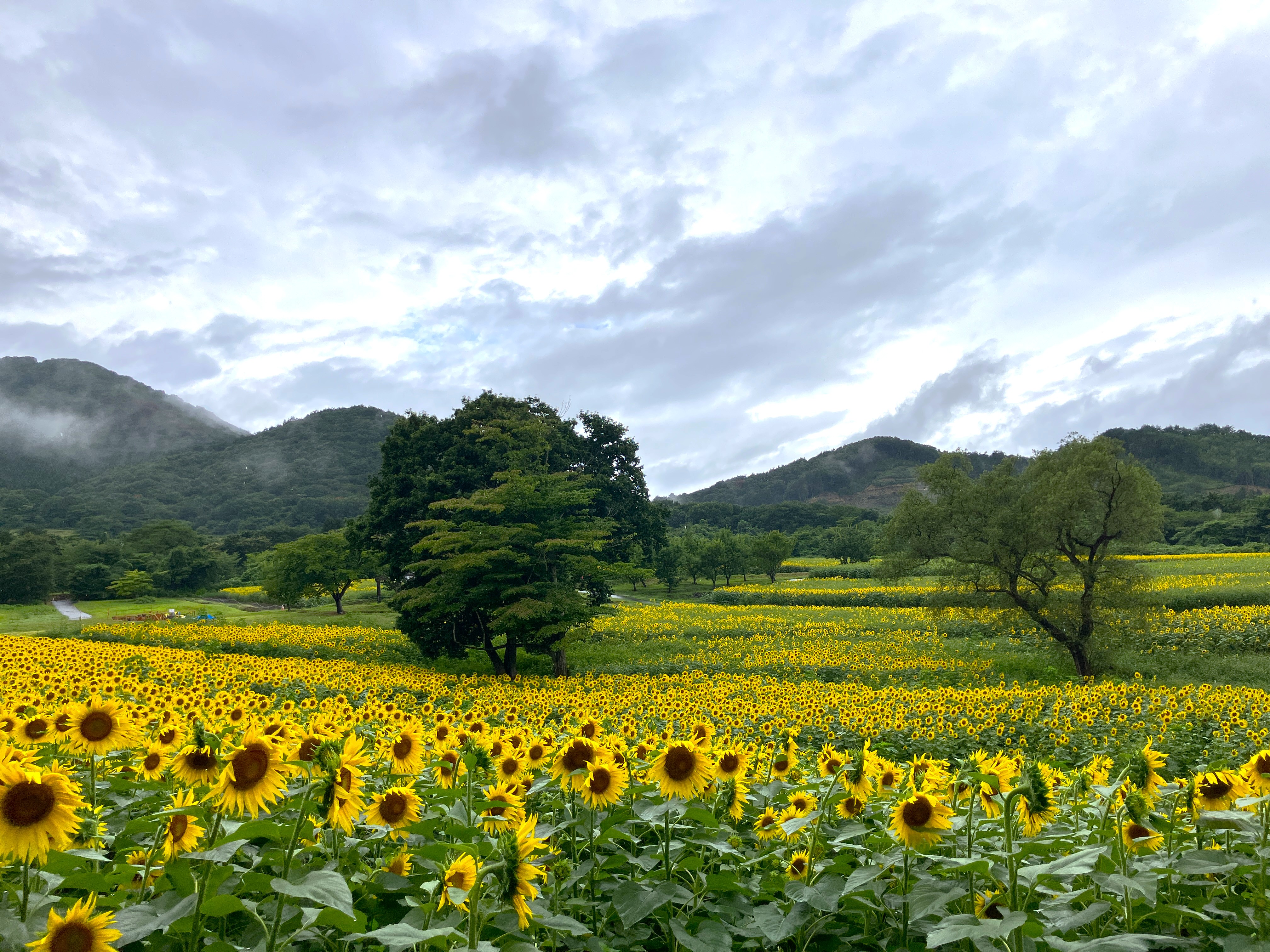ヒマワリ見頃となりました - やくらいガーデン｜東北最大級の花畑