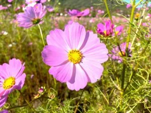 コスモスが綺麗に咲いています - やくらいガーデン｜東北最大級の花畑