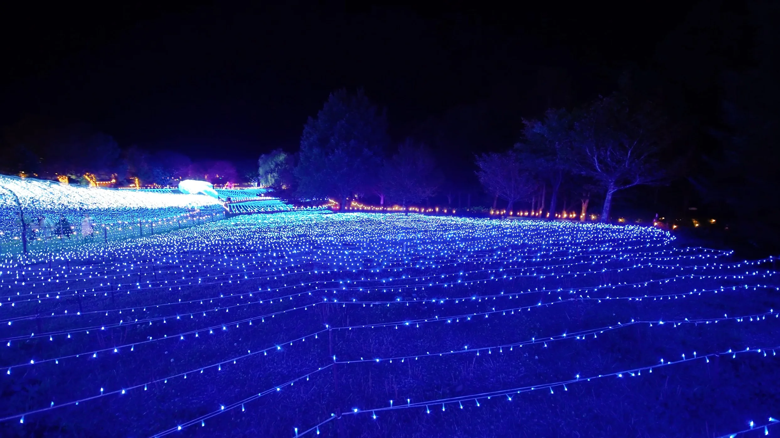 星あかり - やくらいガーデン｜東北最大級の花畑｜宮城県加美郡加美町