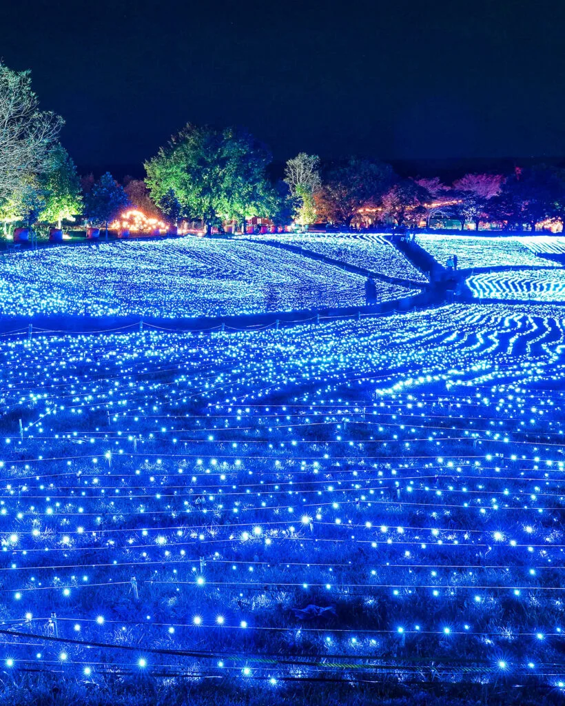 星あかり - やくらいガーデン｜東北最大級の花畑｜宮城県加美郡加美町