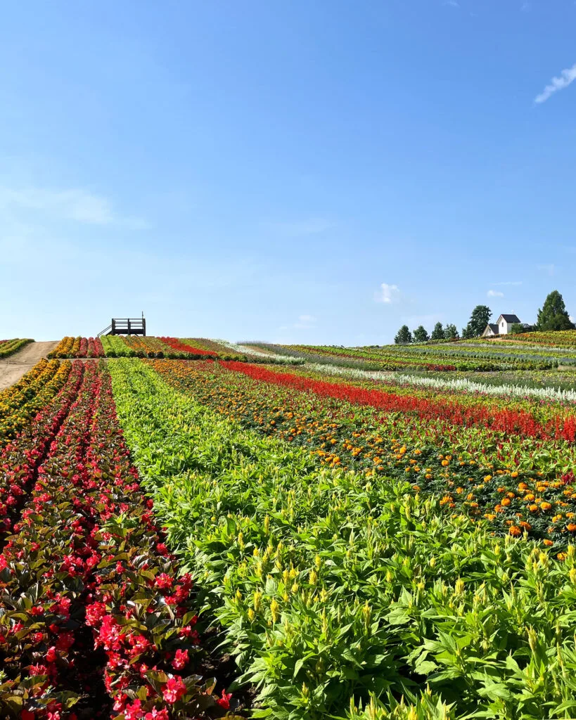 ガーデン - やくらいガーデン｜東北最大級の花畑｜宮城県加美郡加美町