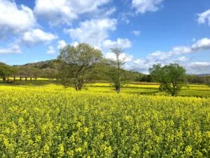 菜の花、チューリップ、ビオラが見頃です - やくらいガーデン｜東北