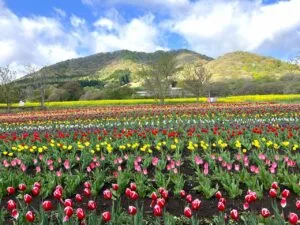 菜の花、チューリップ、ビオラが見頃です - やくらいガーデン｜東北