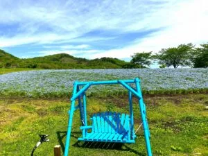 ネモフィラもうすぐ見頃です - やくらいガーデン｜東北最大級の花畑