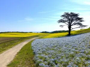 ふるるの丘」菜の花満開です - やくらいガーデン｜東北最大級の花畑