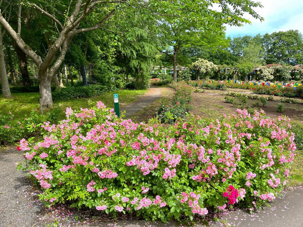 もうすぐバラが見頃となります - やくらいガーデン｜東北最大級の花畑