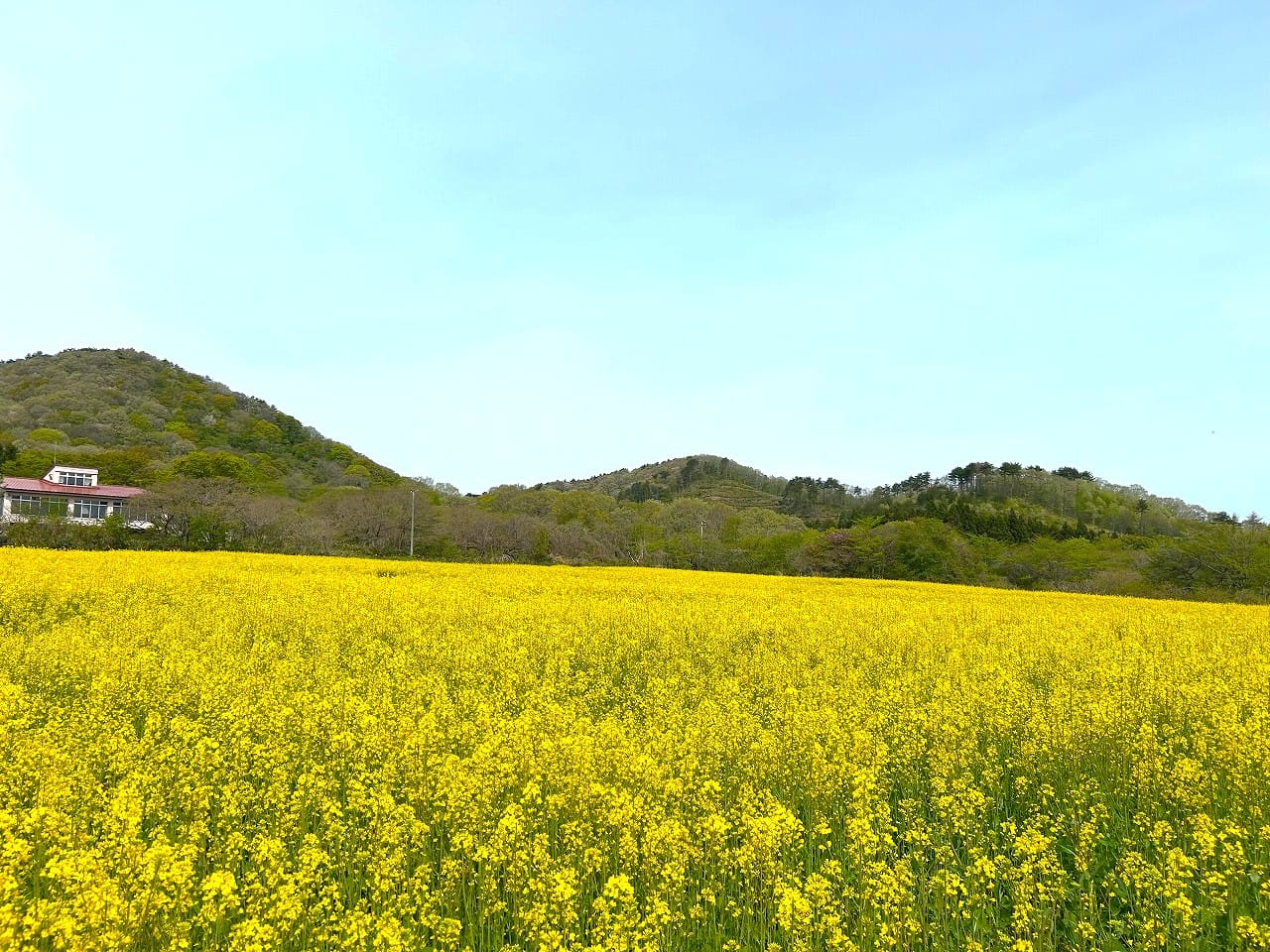 見頃が続いています - やくらいガーデン｜東北最大級の花畑｜宮城県