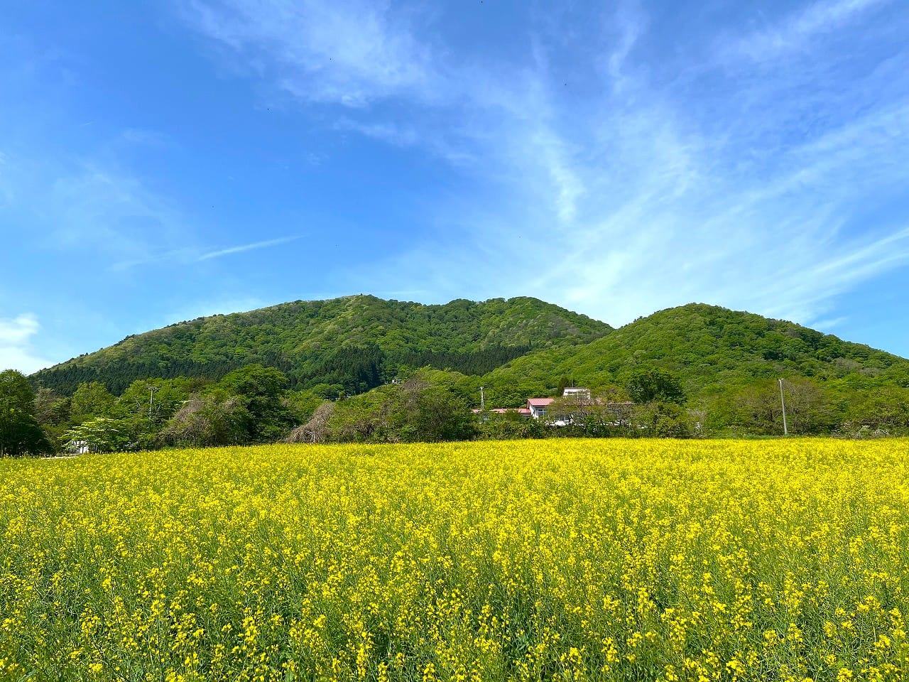 ネモフィラ5分咲きになりました - やくらいガーデン｜東北最大級の花畑