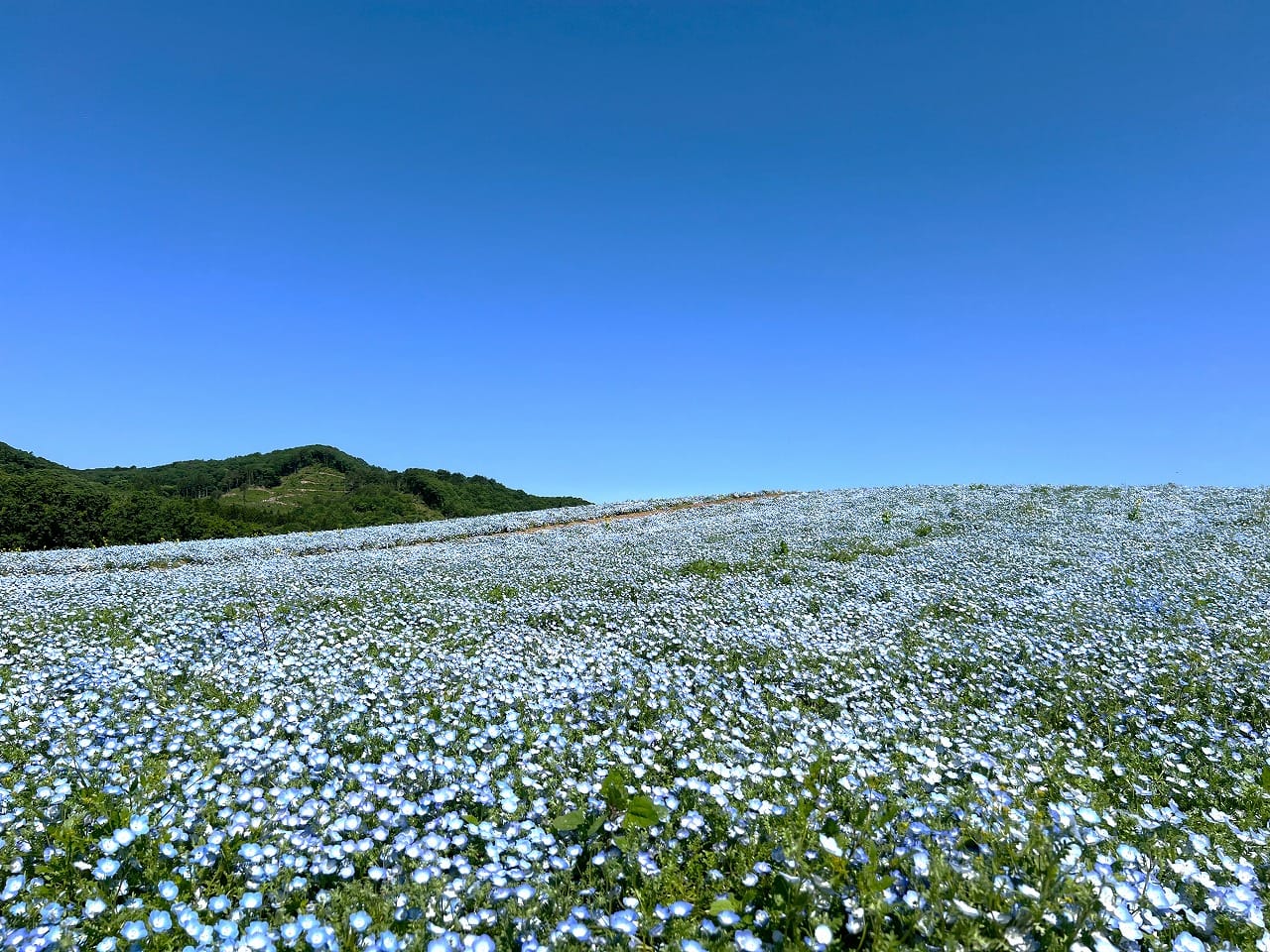 ネモフィラ、菜の花満開です - やくらいガーデン｜東北最大級の花畑